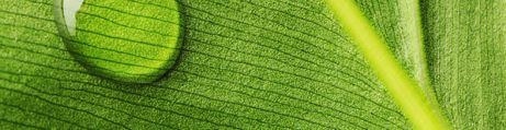 Ambience Jungle Leaf